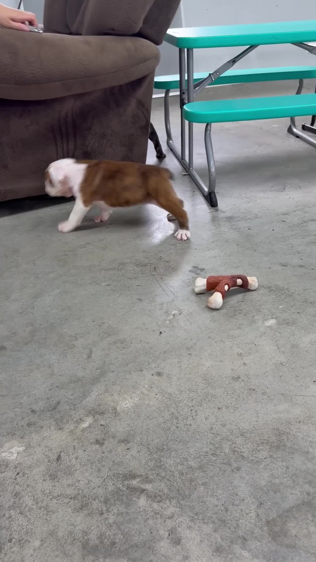 English Bulldog dogs for sale: Patrick - Video 1