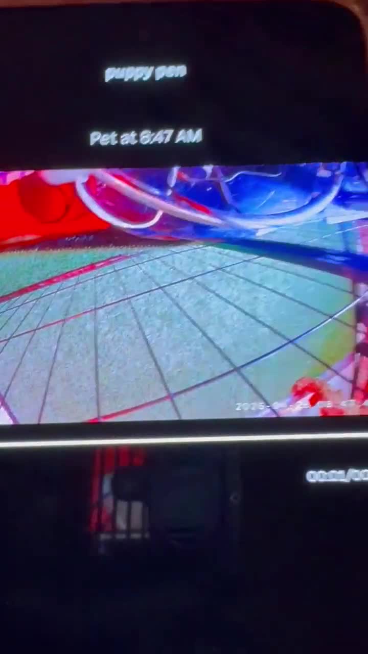 Goldendoodle dogs for sale: Violet (Mini Goldendoodle 🐕)   - Video 5