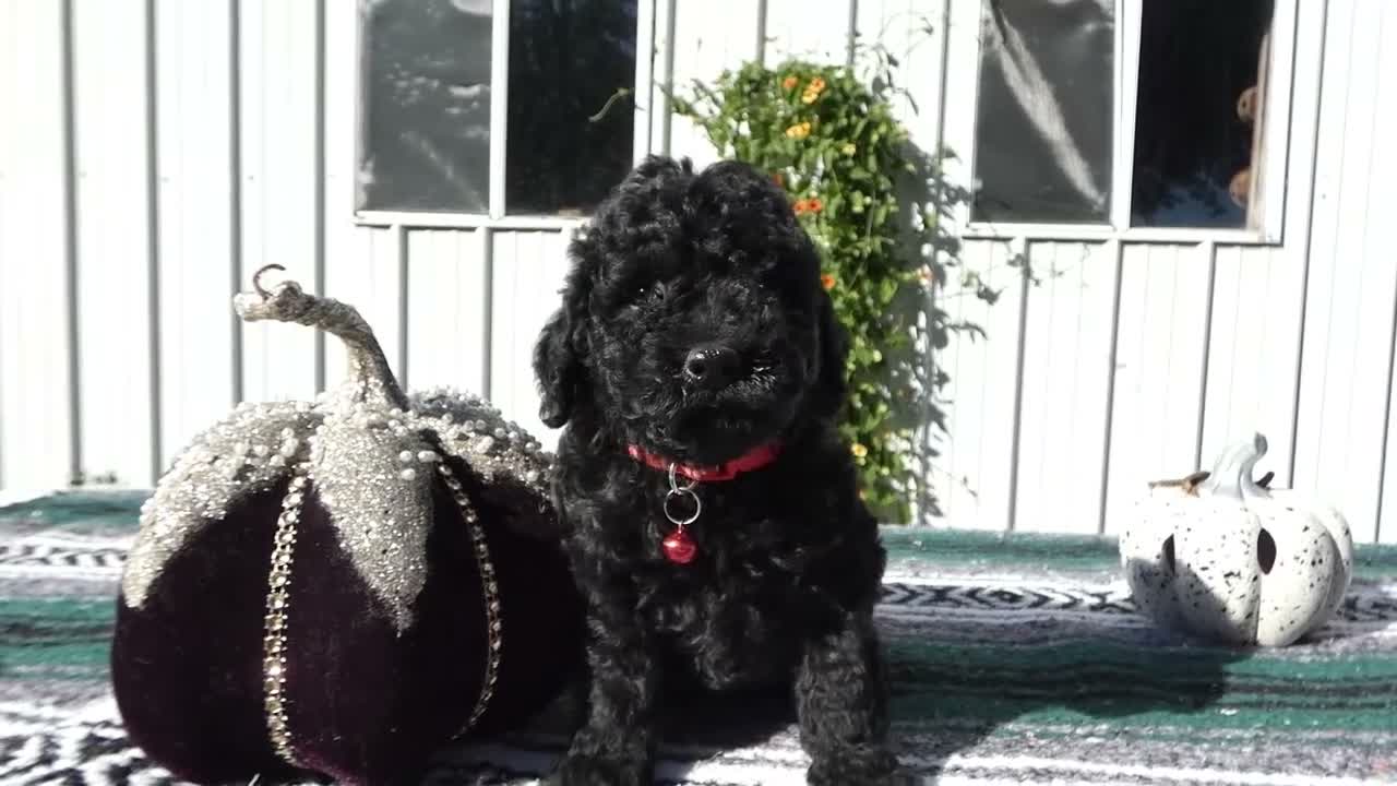 Mini Goldendoodle dogs for sale: Mini Goldendoodle 7 Riley - Video 1