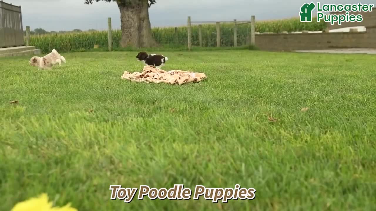 Toy Poodle dogs for sale: Scout  - Video 1