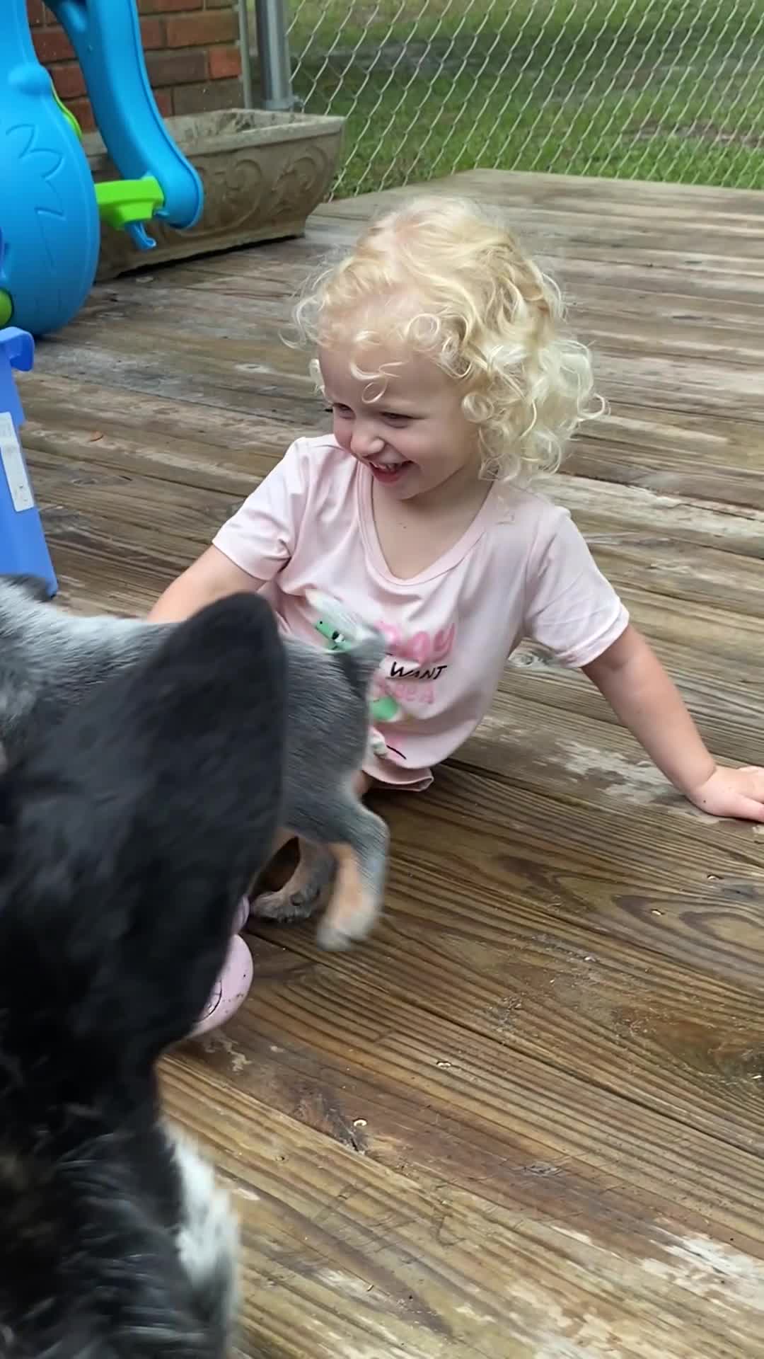 Australian Cattle Dog dogs for sale: Penny - Video 2