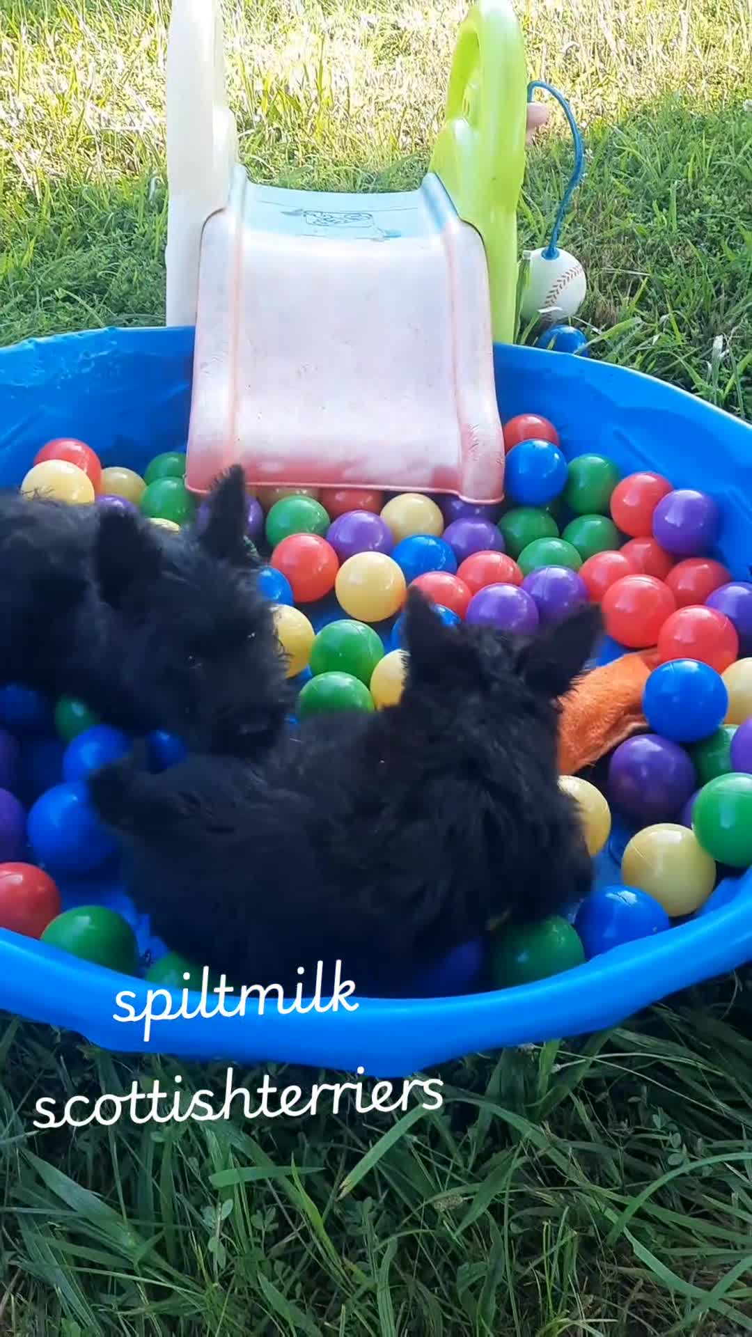 Scottish Terrier dogs for sale: Scottish Terrier 1 - Video 1