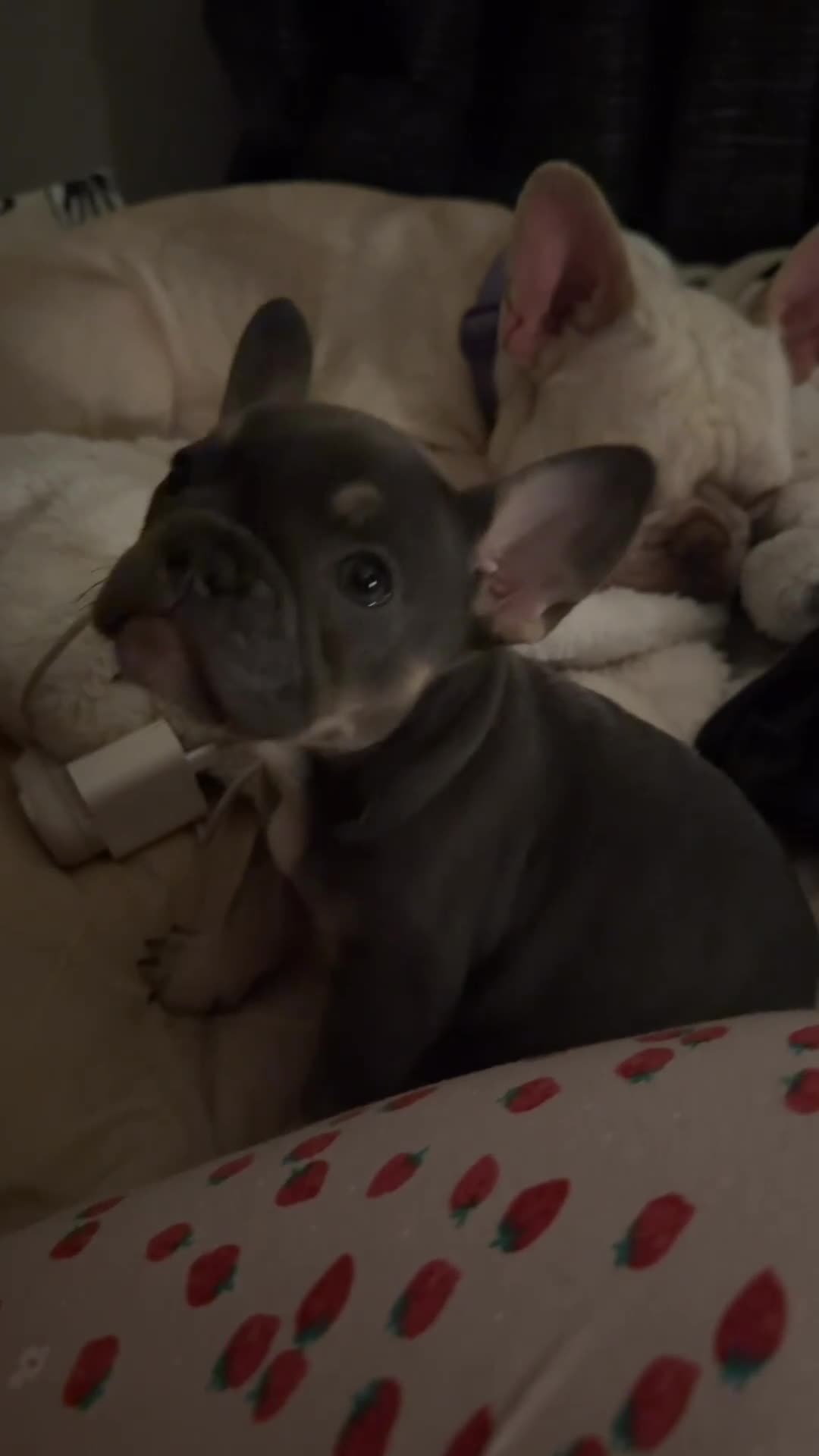 French Bulldog dogs for sale: Ivy - Video 1