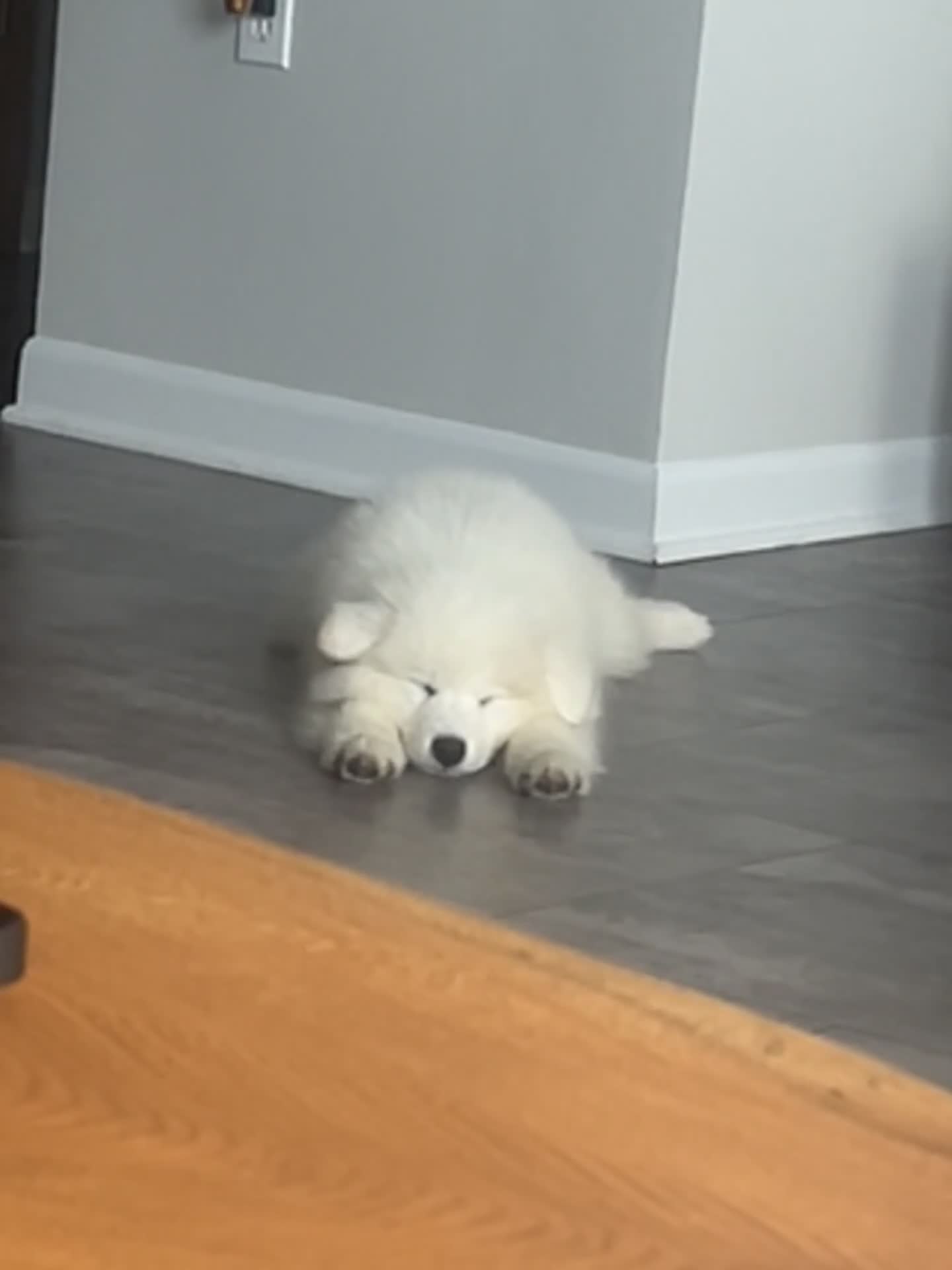 Samoyed dogs for sale: Chase  - Video 1