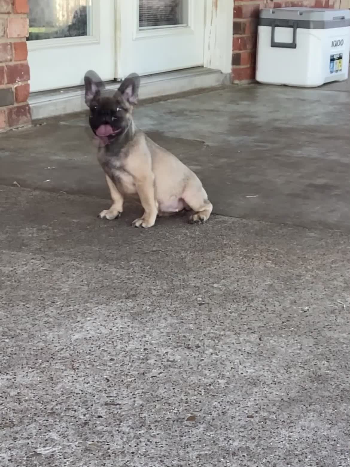 French Bulldog dogs for sale: French Bulldog 1 - Video 1