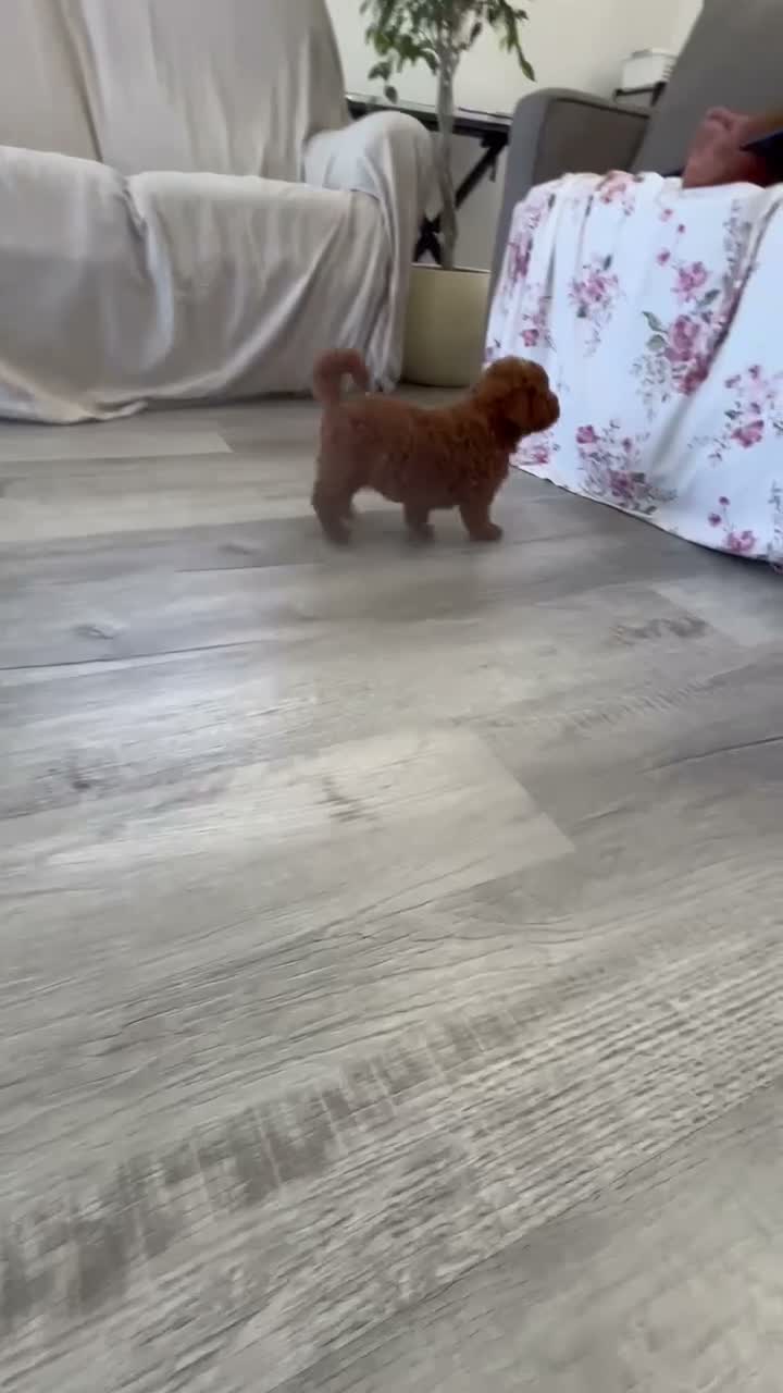 Mini Goldendoodle dogs for sale: Gracie  - Video 1
