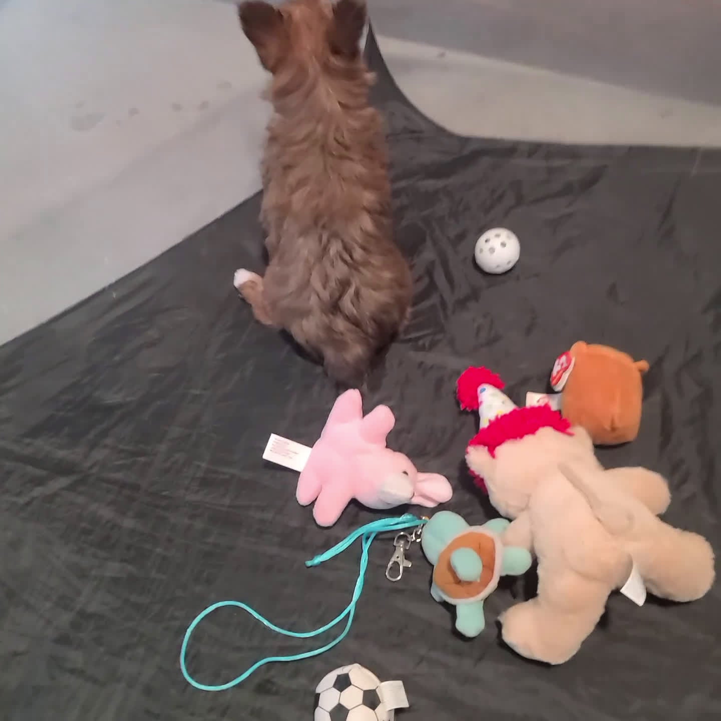 Yorkshire Terrier dogs for sale: Dixie - Video 1