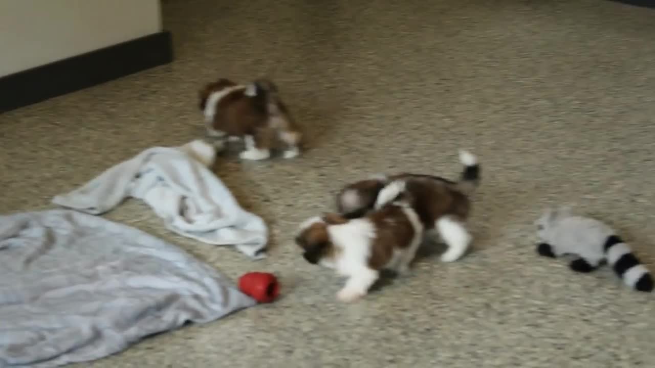 Shih Tzu dogs for sale: Truffles - Video 1