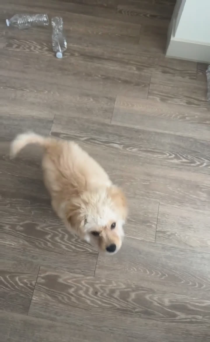 Maltipoo dogs for sale: Maltipoo Puppy 1 - Video 1