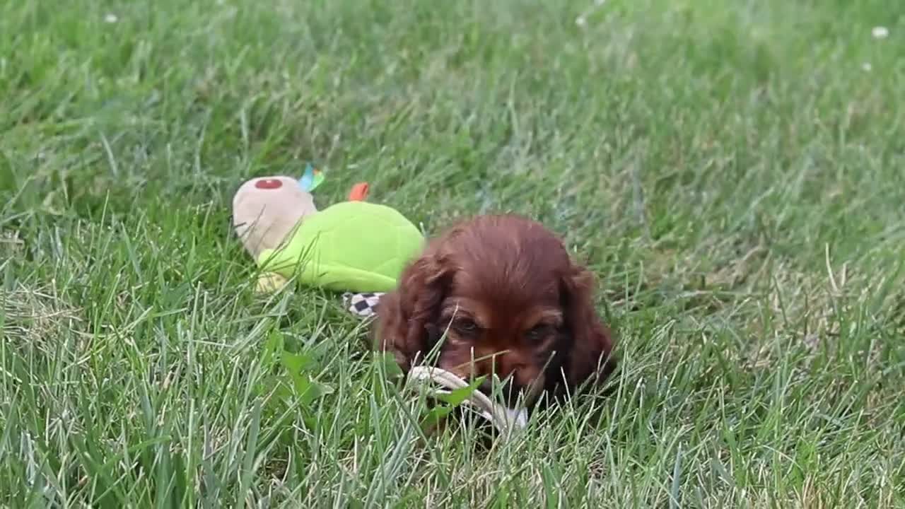 Cocker Spaniel dogs for sale: Sadie - Video 1