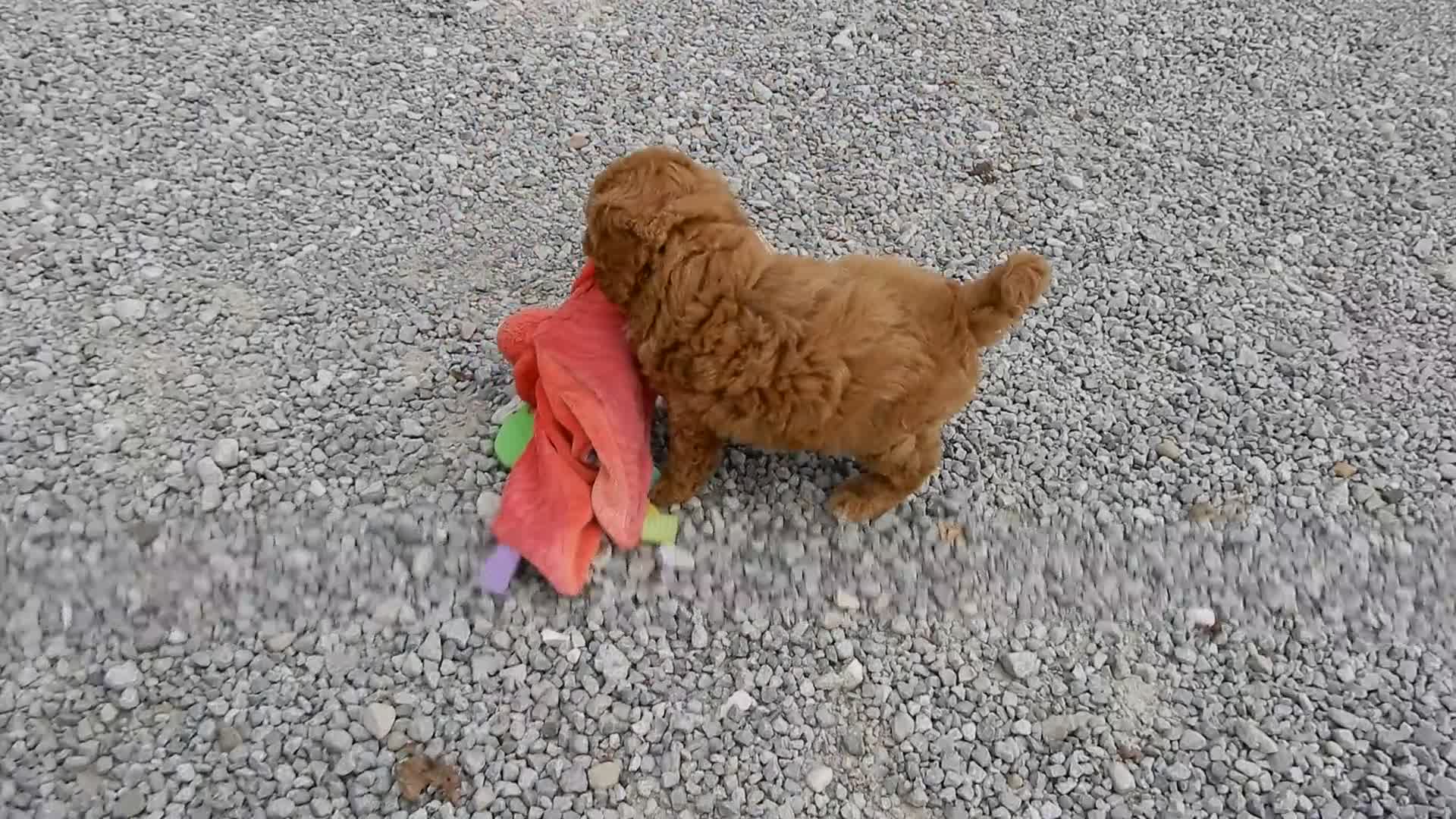 Mini Goldendoodle dogs for sale: Chase - Video 3
