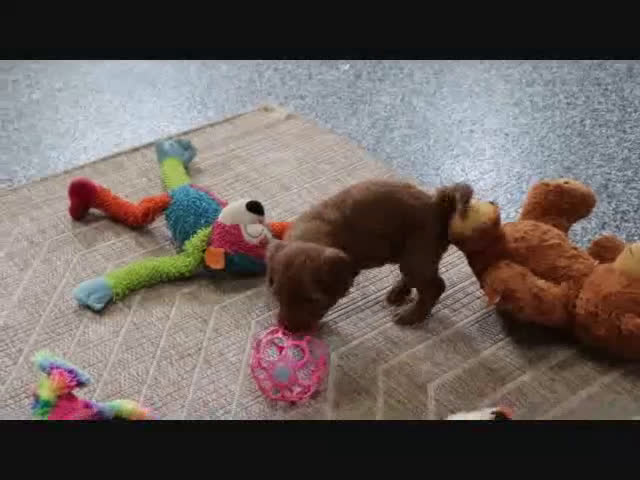 Mini Goldendoodle dogs for sale: Diane - Video 1