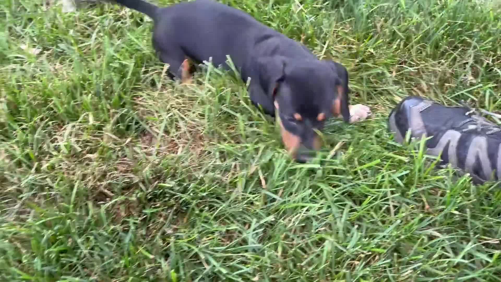 Dachshund dogs for sale: Hunter - Video 1