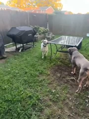 American Bully dogs for sale: American Bully 1 - Video 1
