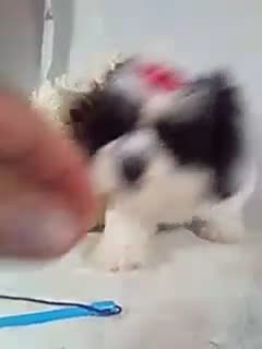 Teddy Bear dogs for sale: Callie - Video 1