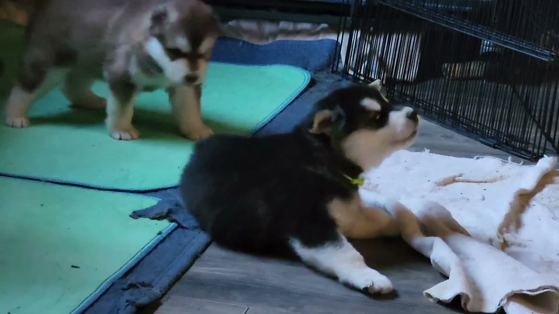 Alaskan Malamute dogs for sale: Meet Hex, she is a red white akc Alaskan malamute female. Lovable and fun to play with.  - Video 3