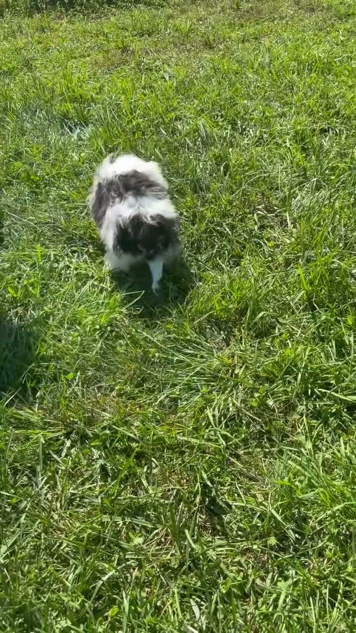Shih Tzu dogs for sale: Sabrina Shih Tzu  - Video 1