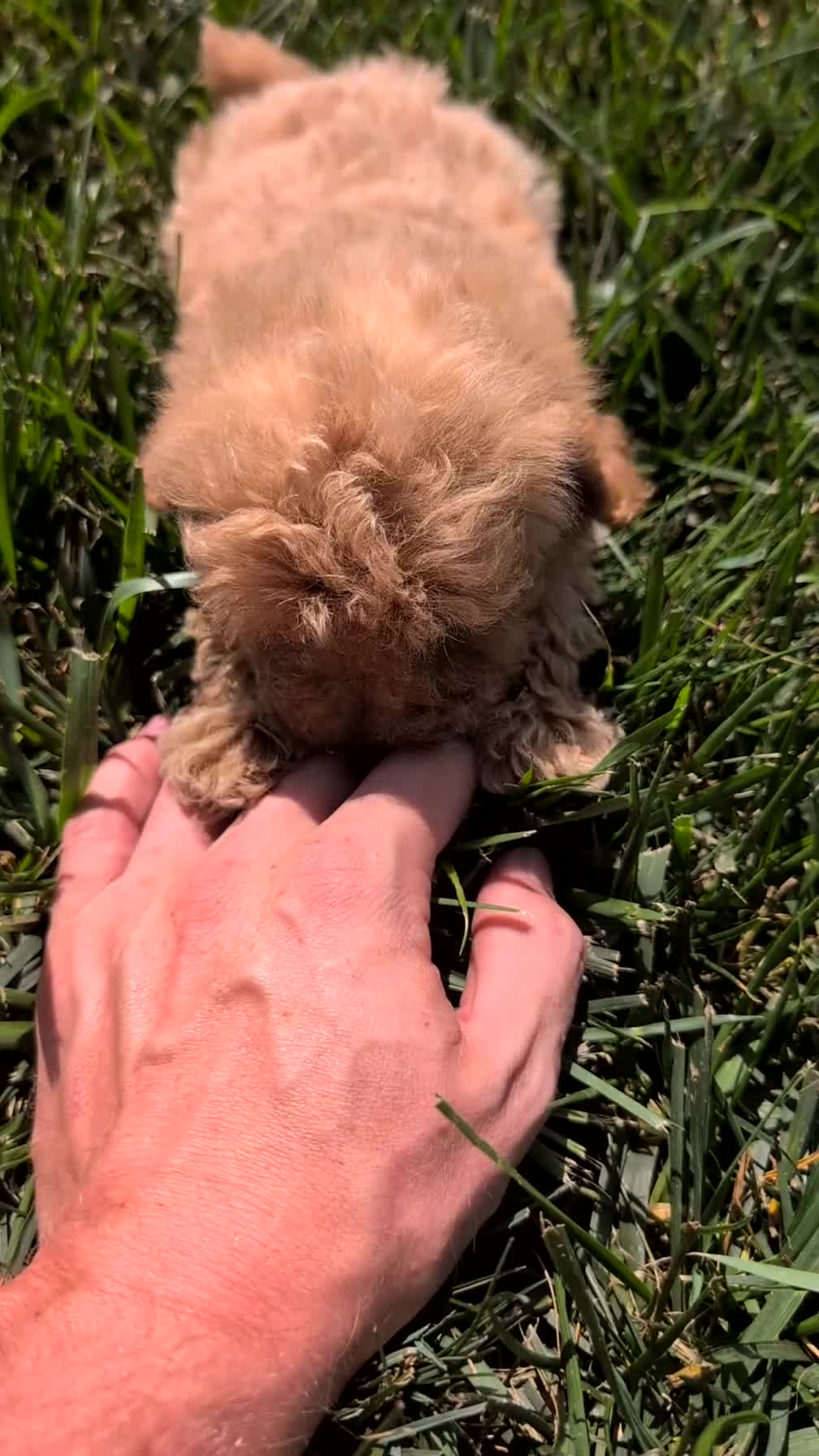 Miniature Poodle dogs for sale: Max - Video 1