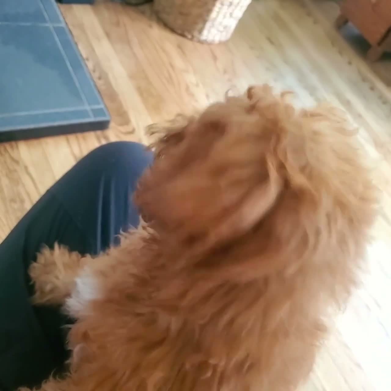Mini Goldendoodle dogs for sale: Rosie - Video 1