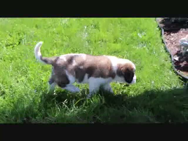 Saint Bernard dogs for sale: Macy - Video 1