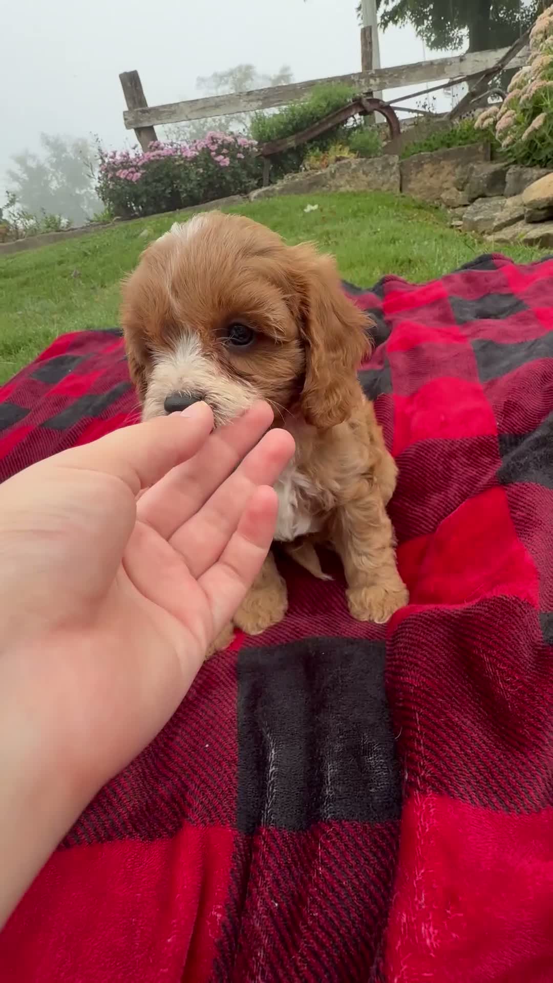 Cavapoo dogs for sale: Theo - Video 1