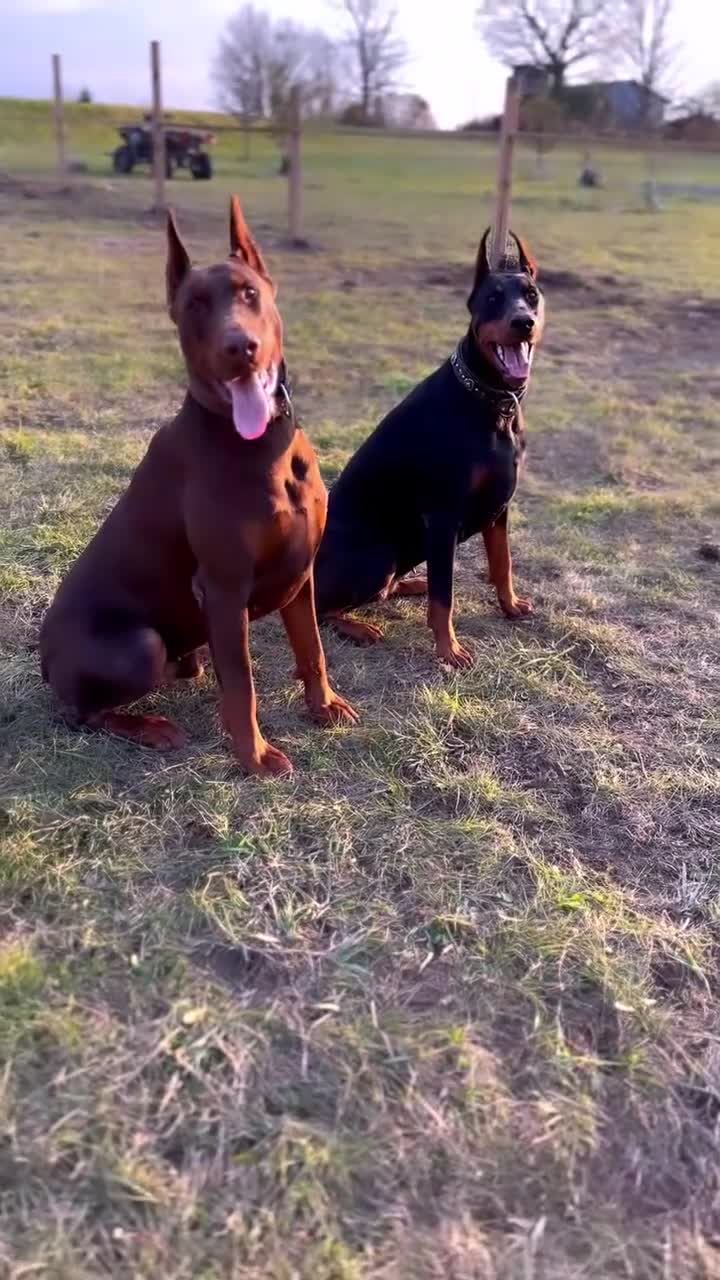 Doberman Pinscher dogs for sale: Phantom's M'VP of the WNBA "A'Ja Wilson""European - Video 6