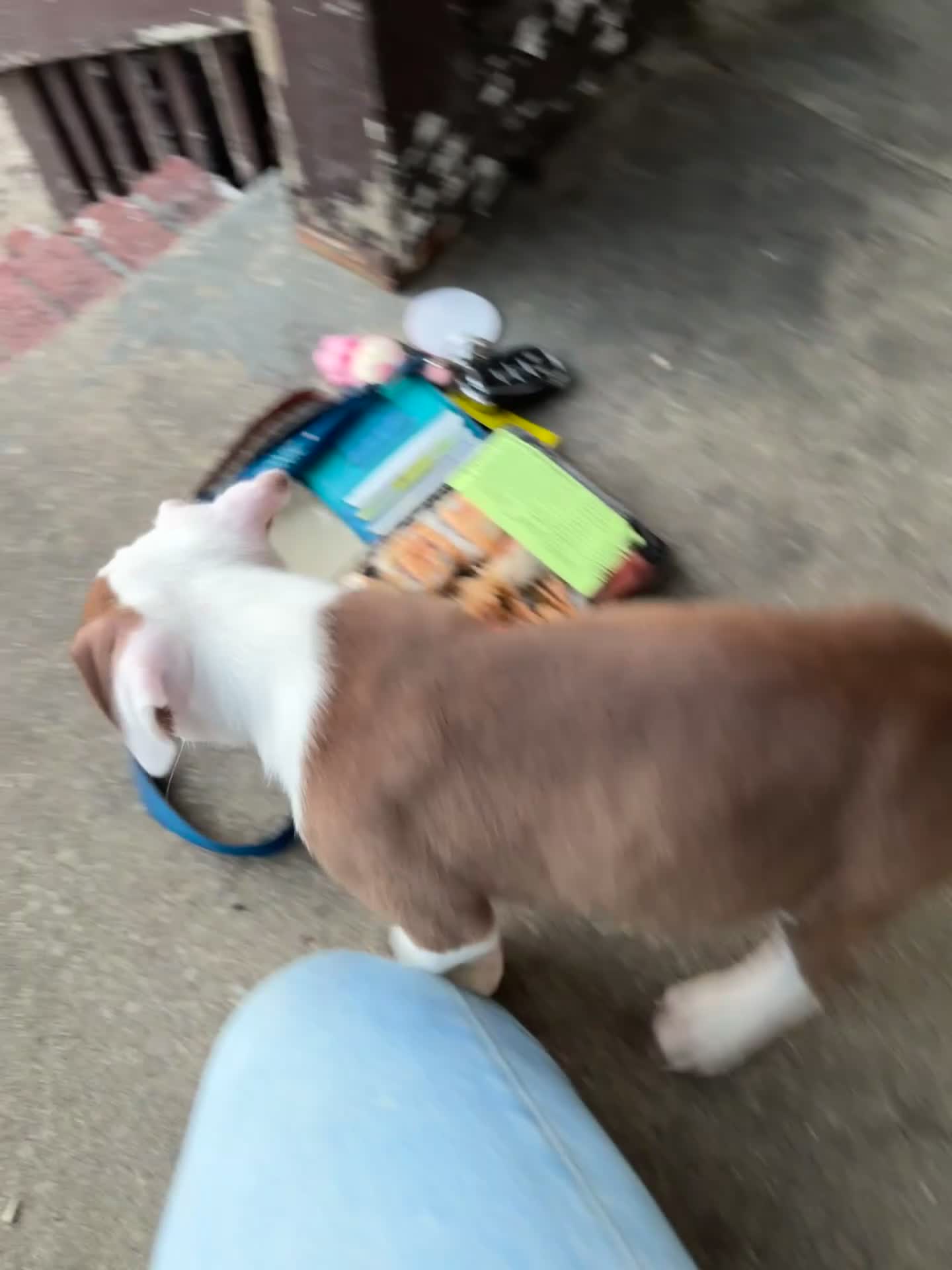 American Bully dogs for sale: Phantom - Video 1