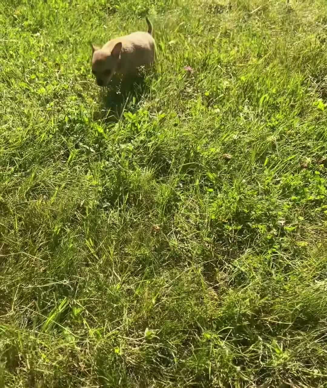 Chihuahua dogs for sale: Pumpkin - Video 1