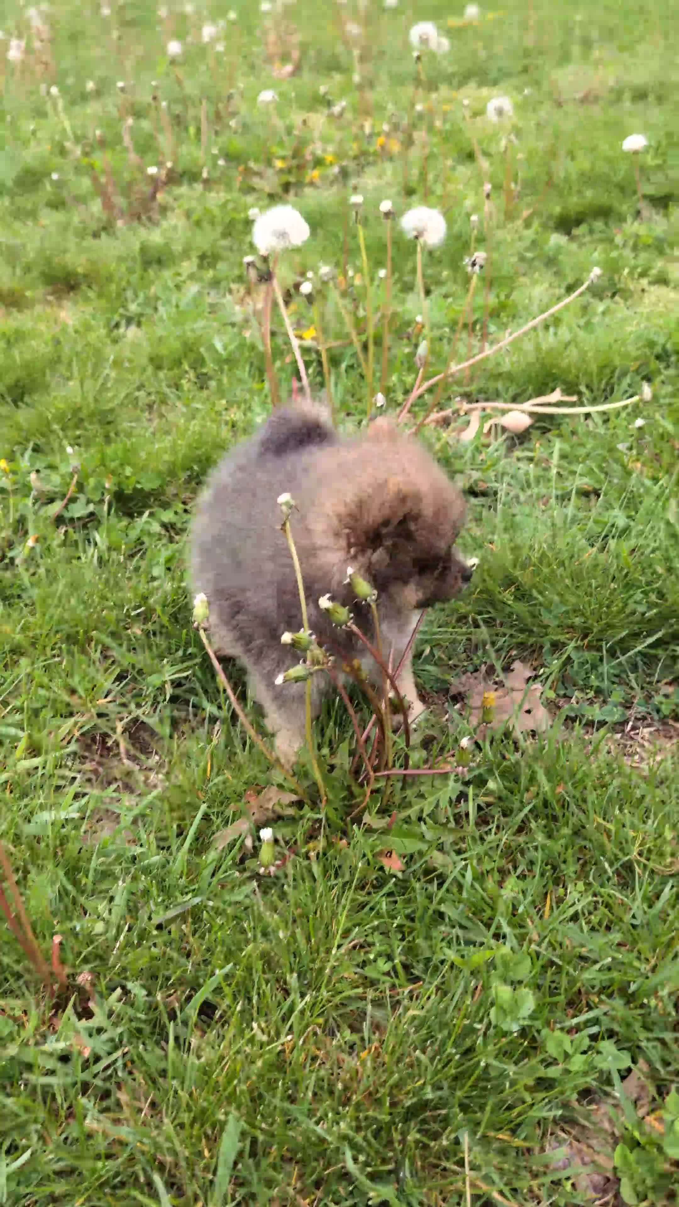 Pomeranian dogs for sale: Dallas  - Video 1