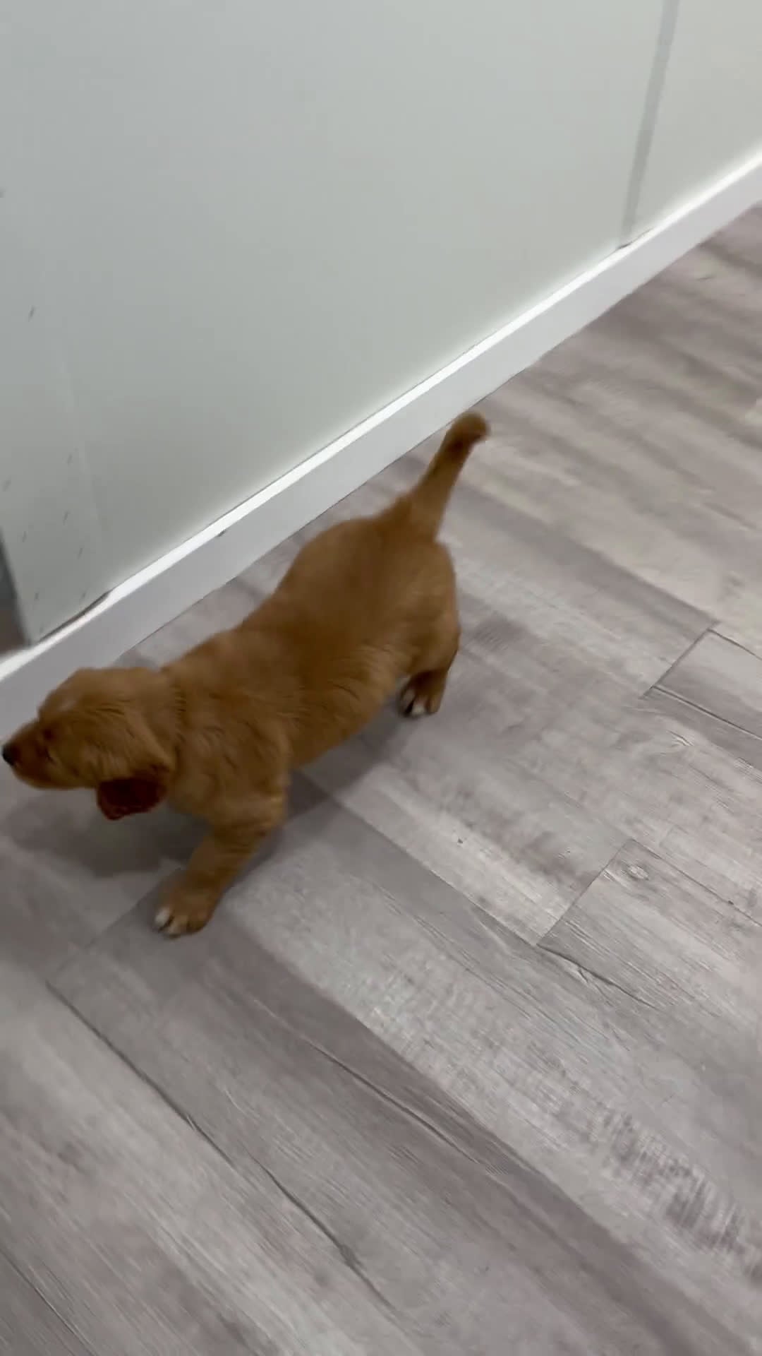 Golden Retriever dogs for sale: Champ - Video 1