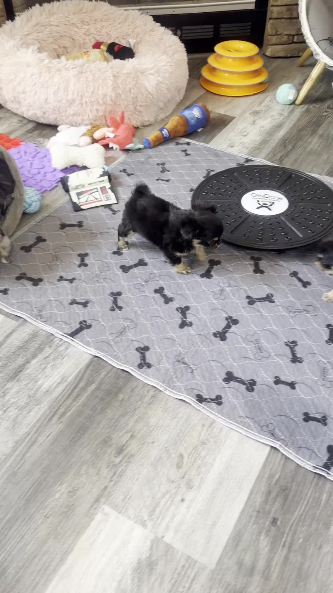 Chihuahua dogs for sale: Alani - Video 2