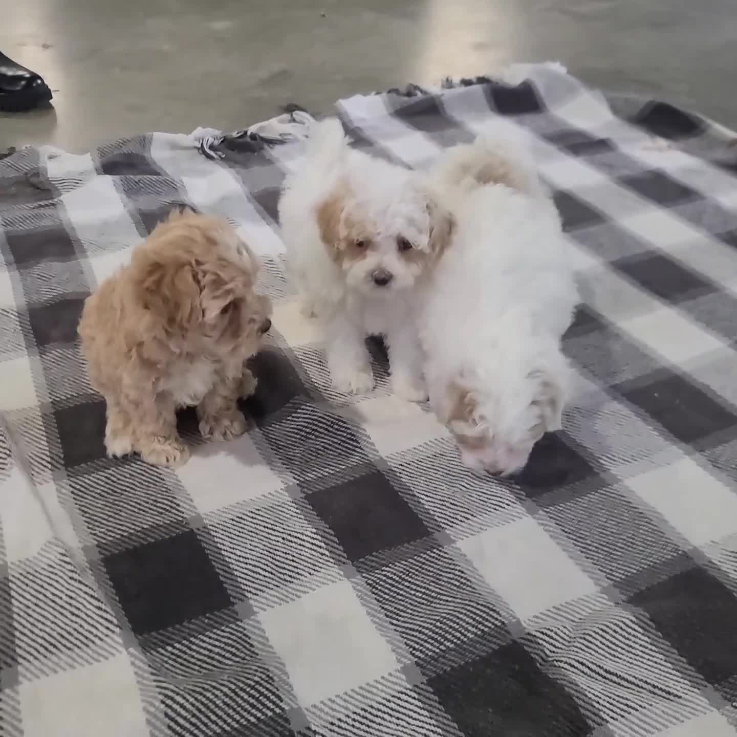 Maltipoo dogs for sale: Ava - Video 2