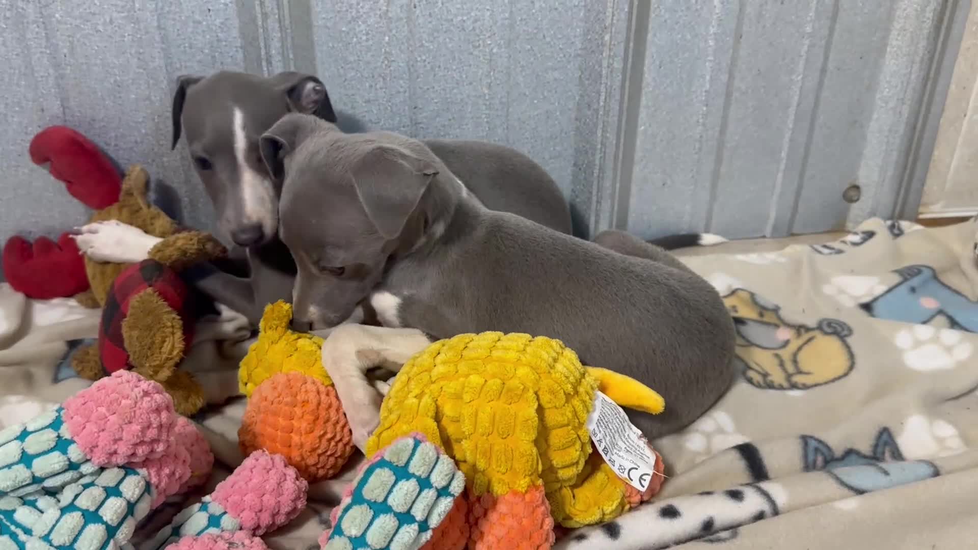 Italian Greyhound dogs for sale: Donut - Video 1