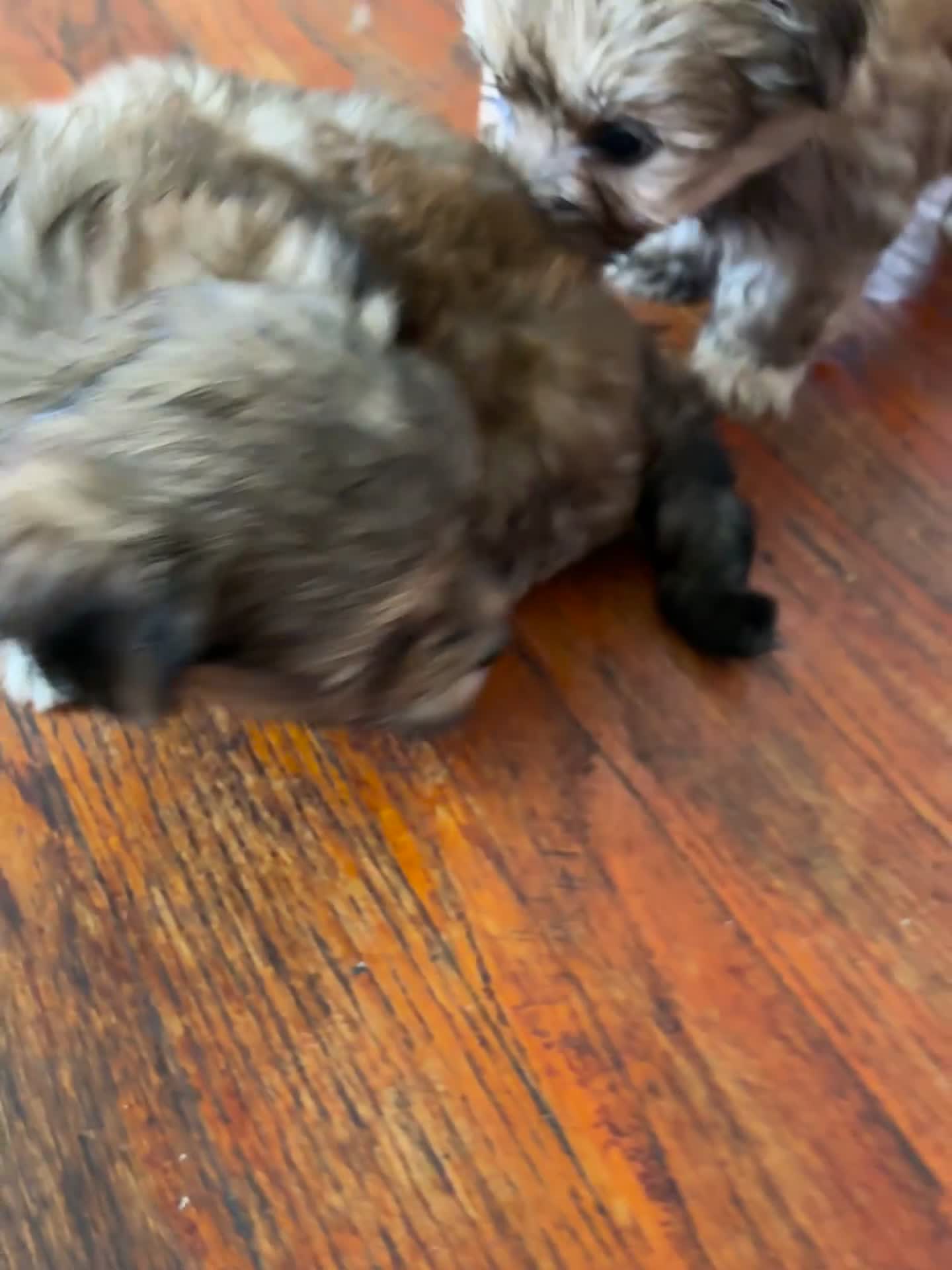 Bichon Frise dogs for sale: Bichon Frise Puppy 2 - Video 1