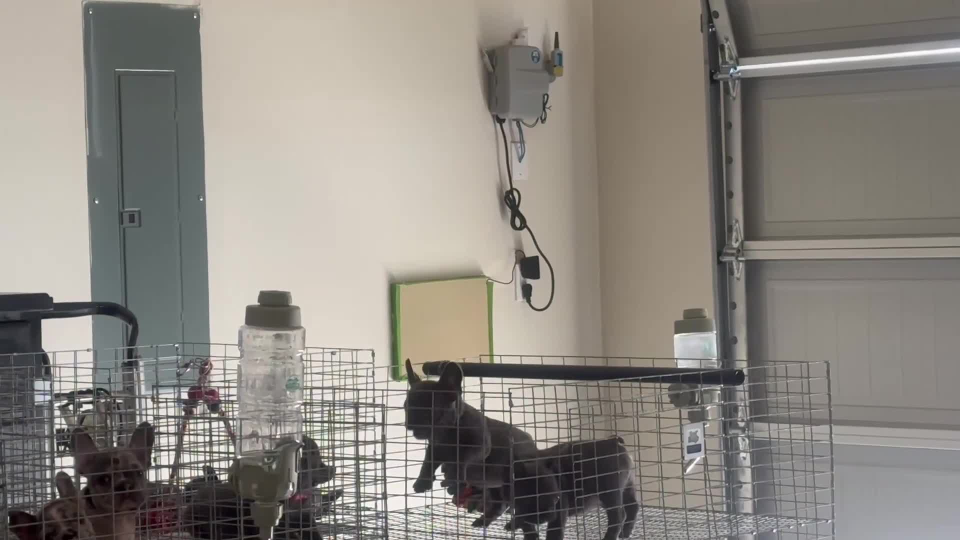 French Bulldog dogs for sale: Princess - Video 1