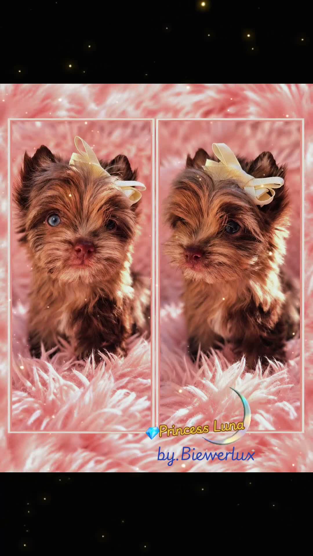 Yorkshire Terrier dogs for sale: Princes Luna by Biewerlux  - Video 2