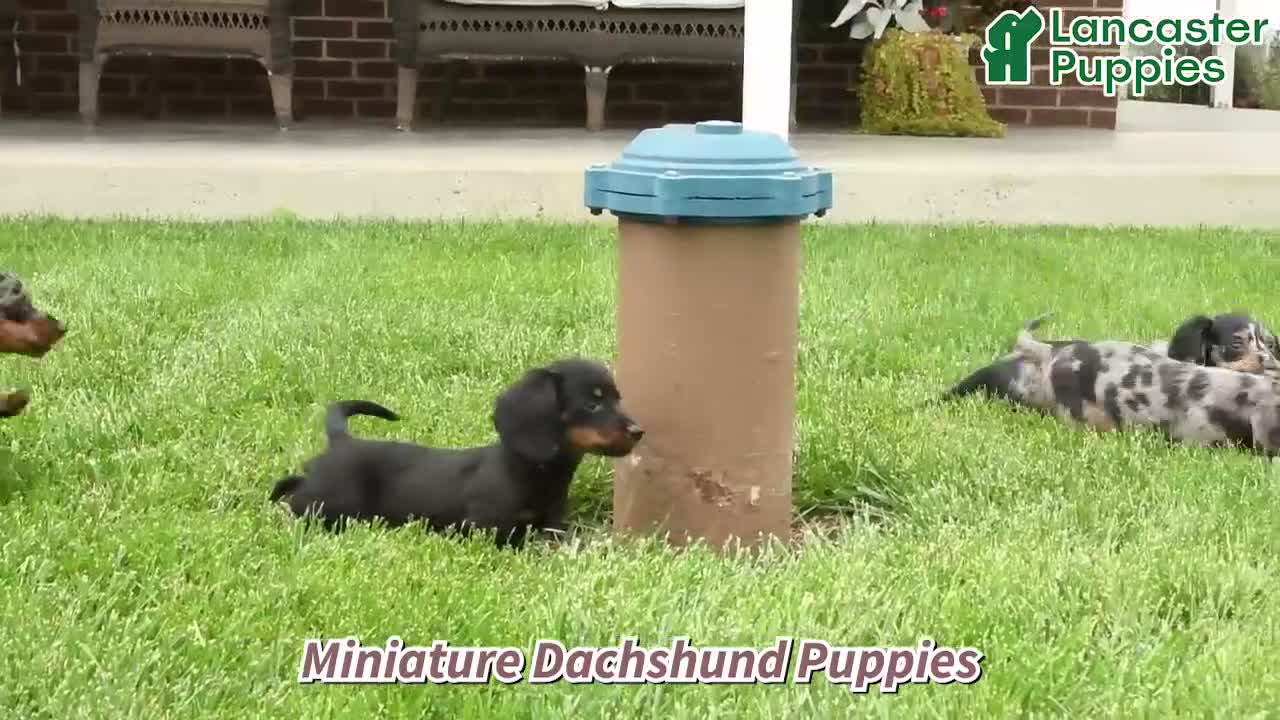 Miniature Dachshund dogs for sale: Lily - Video 1
