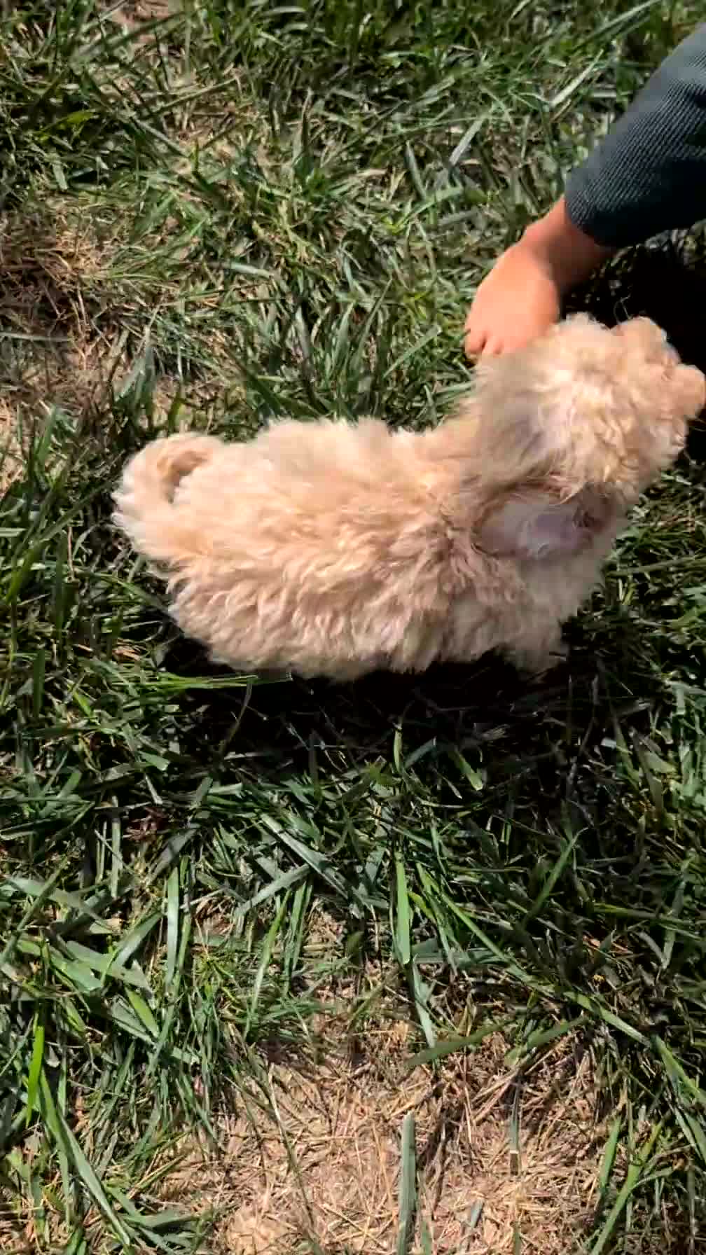 Miniature Poodle dogs for sale: Cody - Video 1