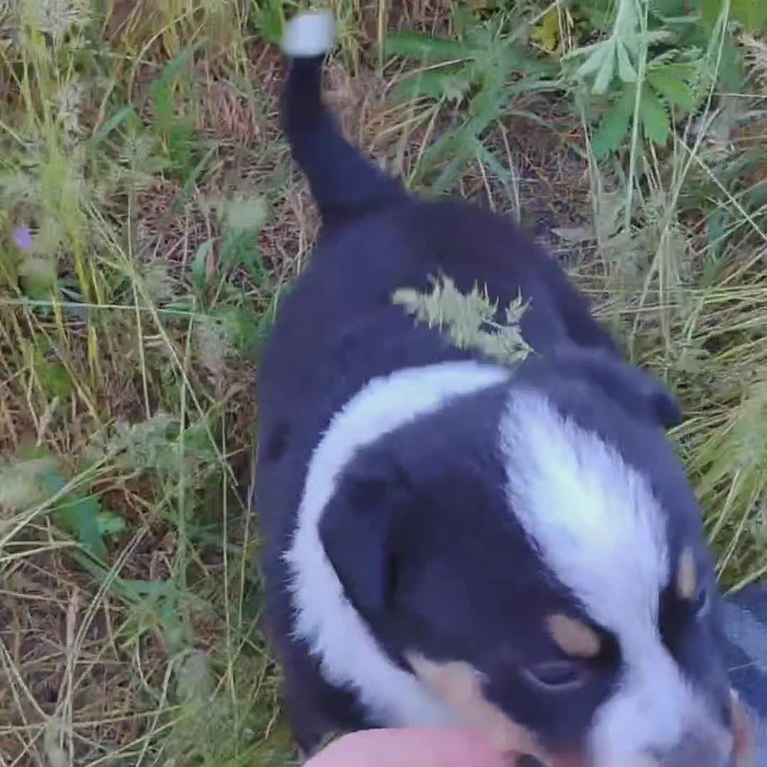 Mixed Breed dogs for sale: Cotton Tail - Video 2