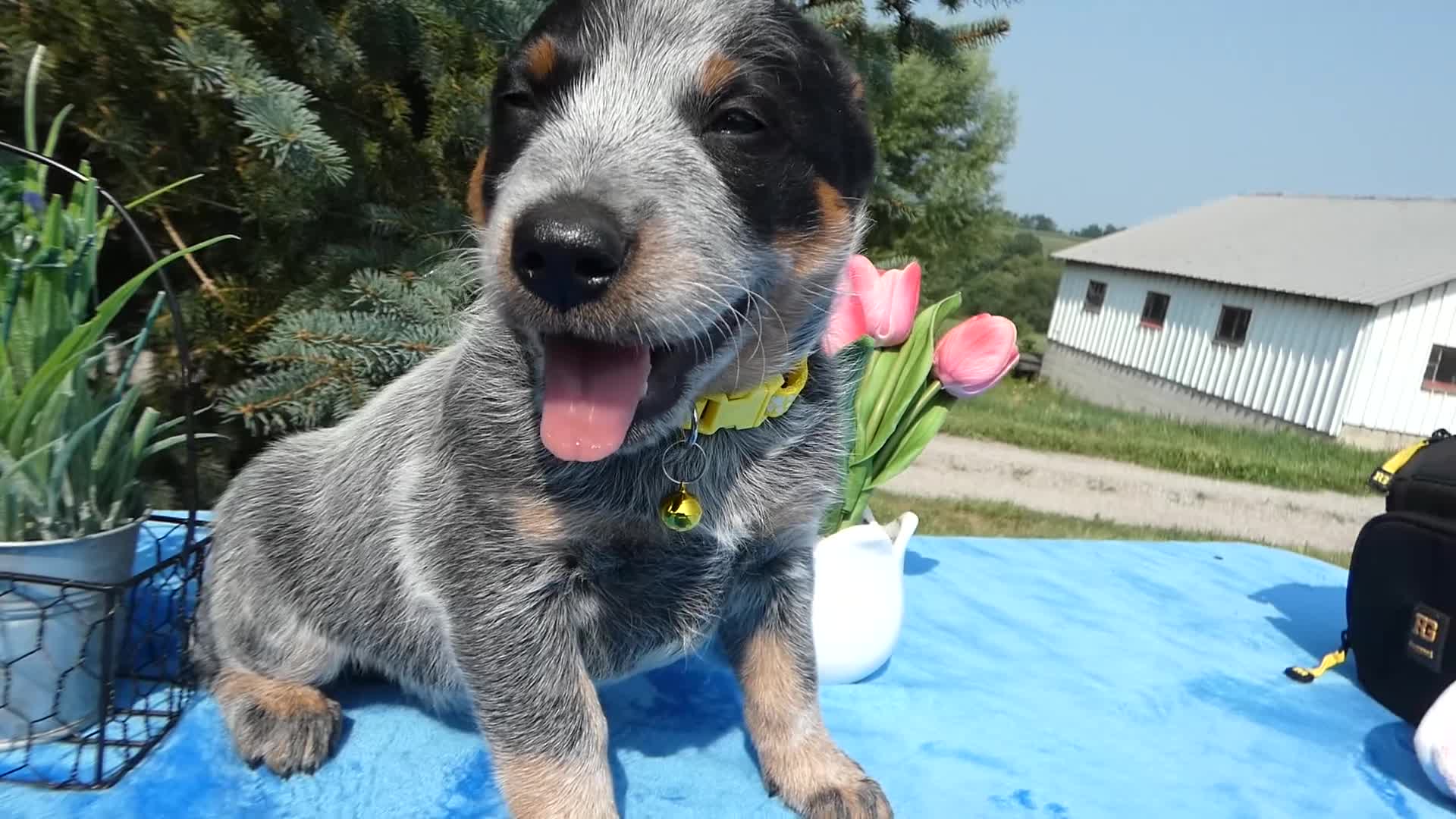 Australian Cattle Dog dogs for sale: Australian Cattle Dog 2 Sunshine - Video 1
