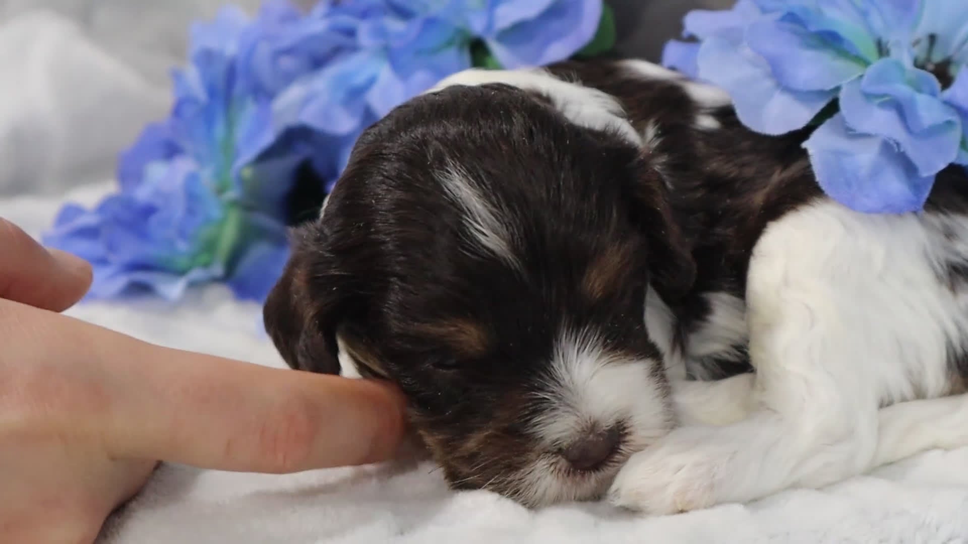 Cavapoo dogs for sale: Echo - Video 3