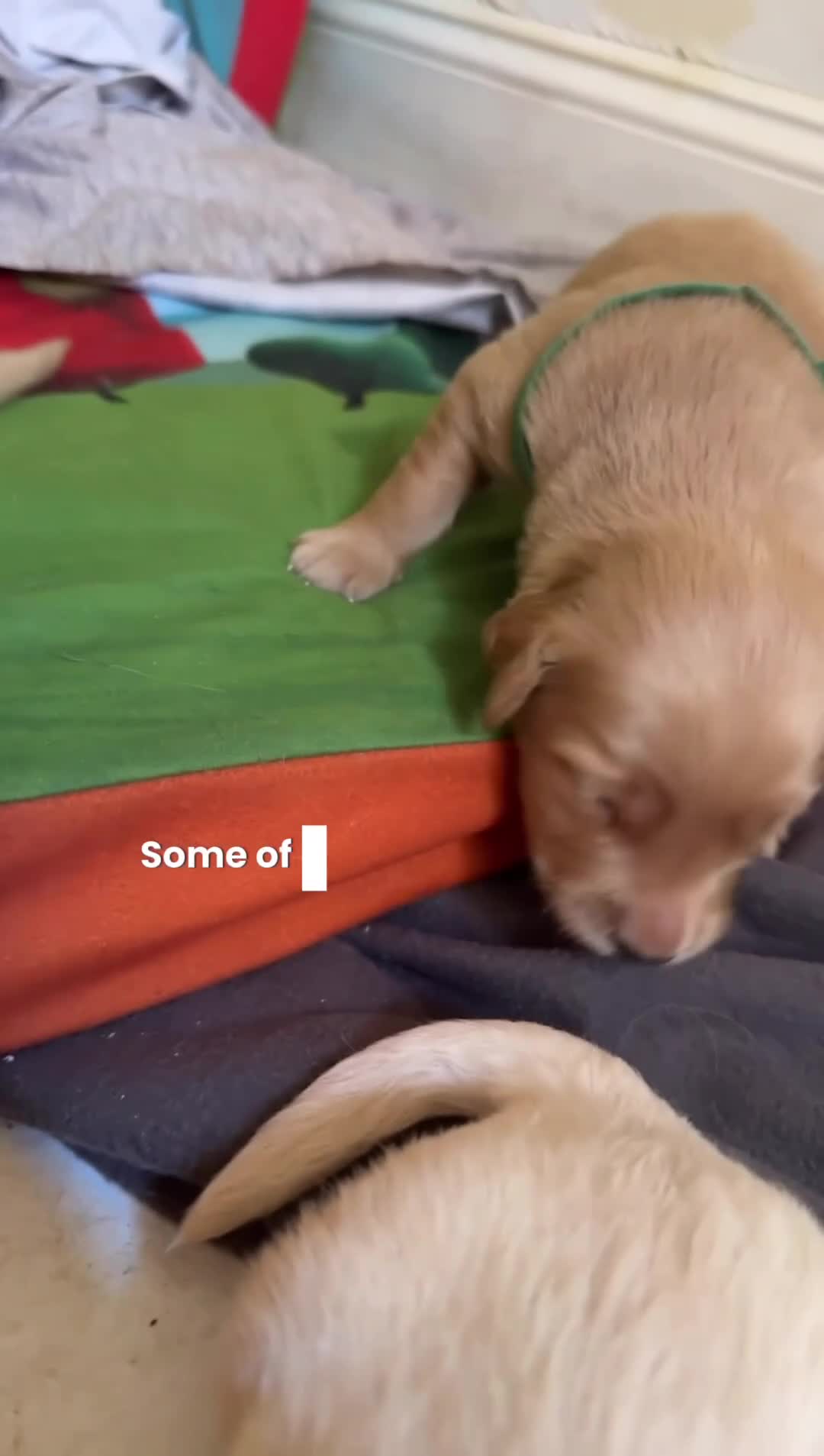 Goldendoodle dogs for sale: Big pearl  - Video 1
