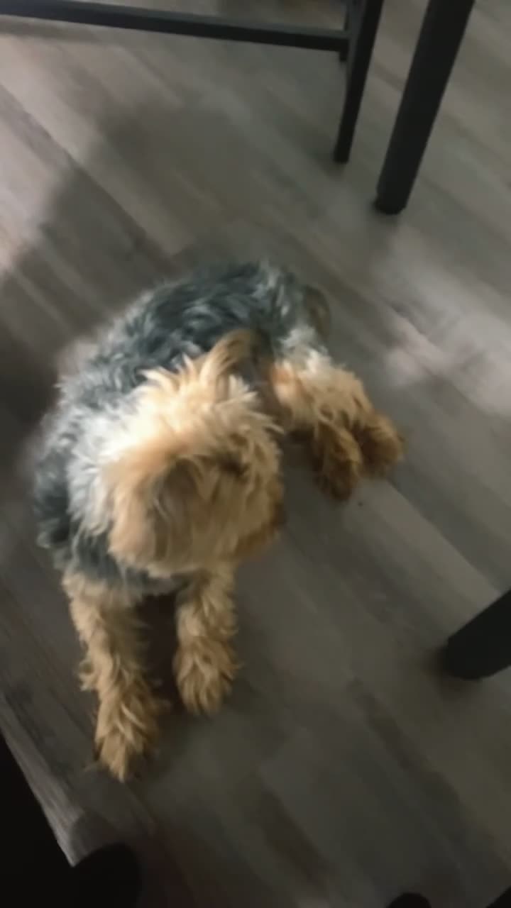 Yorkshire Terrier dogs for sale: Yorkshire Terrier Puppy 1 - Video 4