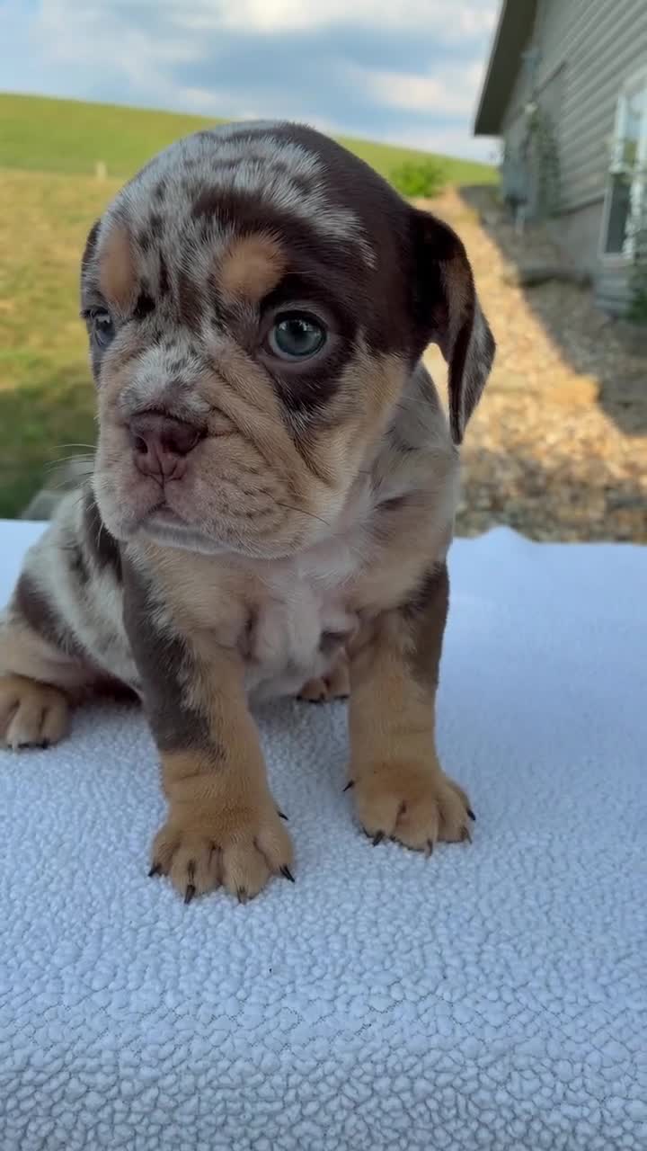 Beabull dogs for sale: Gracie - Video 1