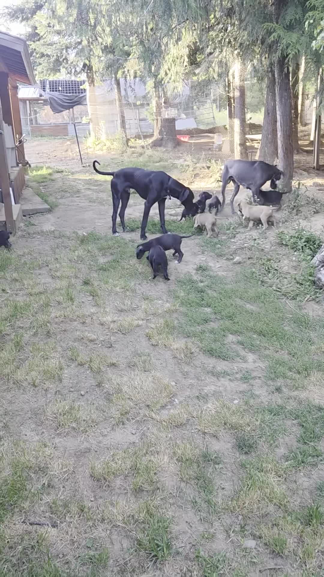 Great Dane dogs for sale: Great Dane 9 - Video 3