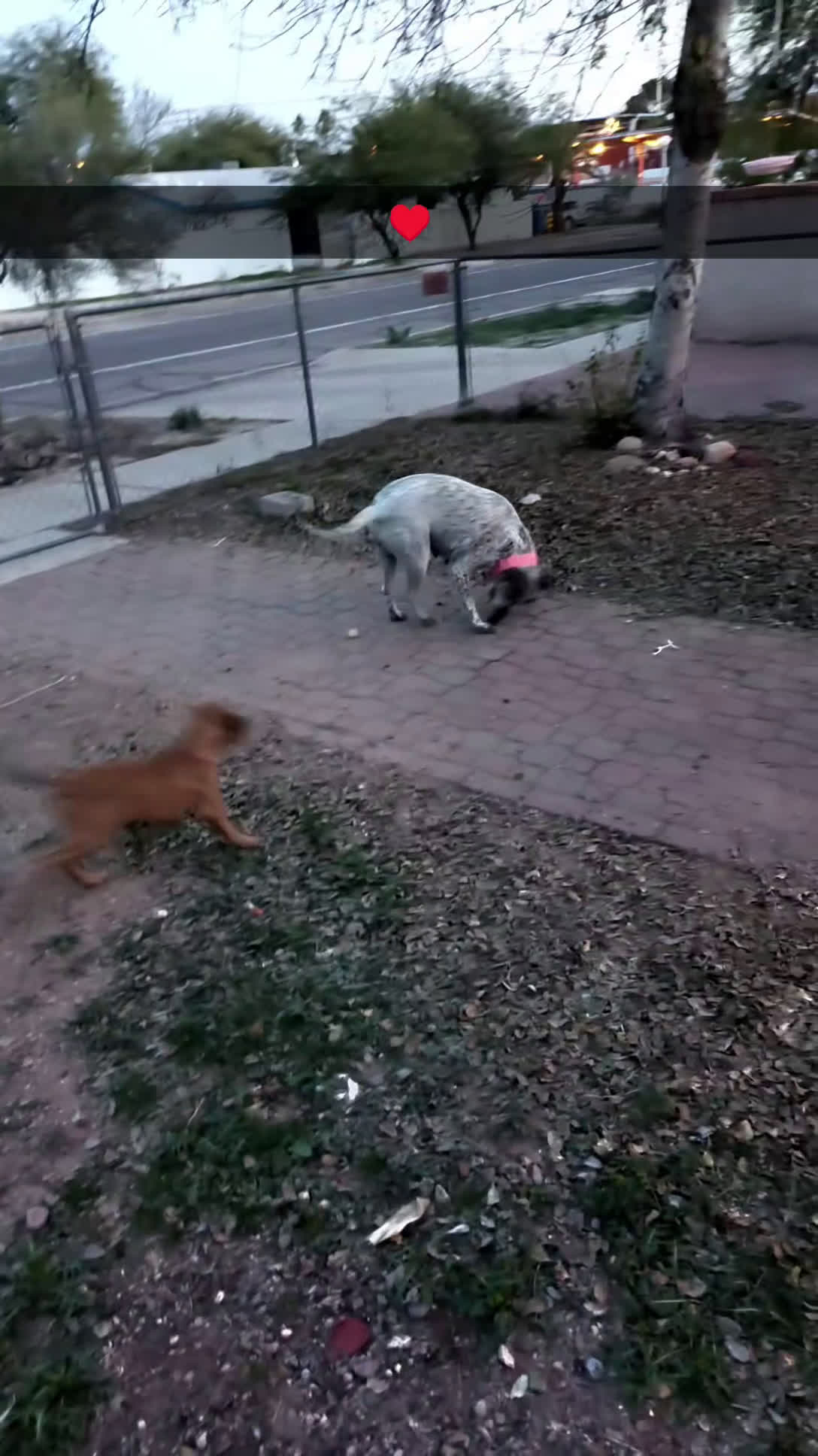 Mixed Breed dogs for sale: Aphrodite - Video 2