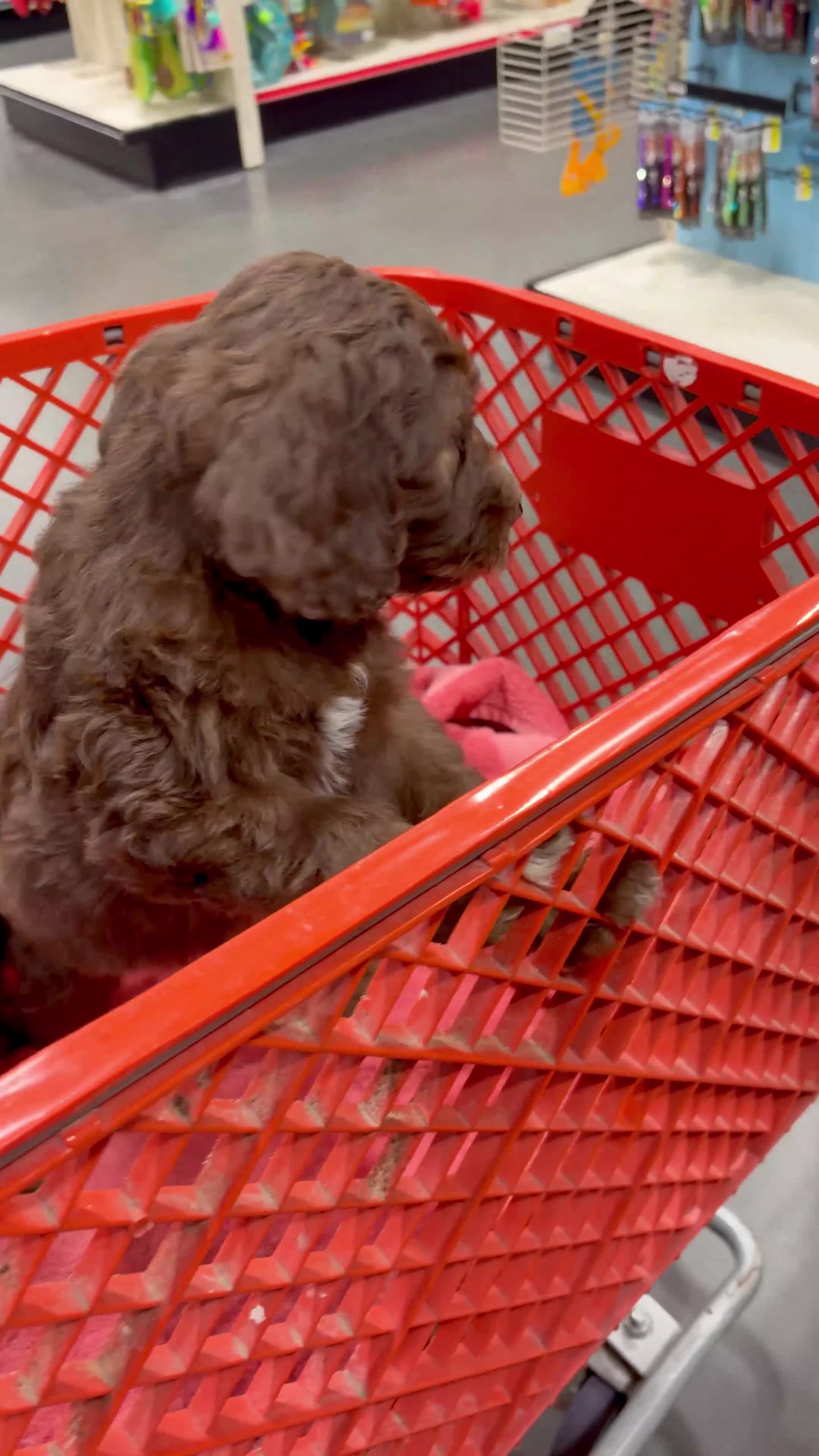 Double Doodle dogs for sale: Amy - Video 1