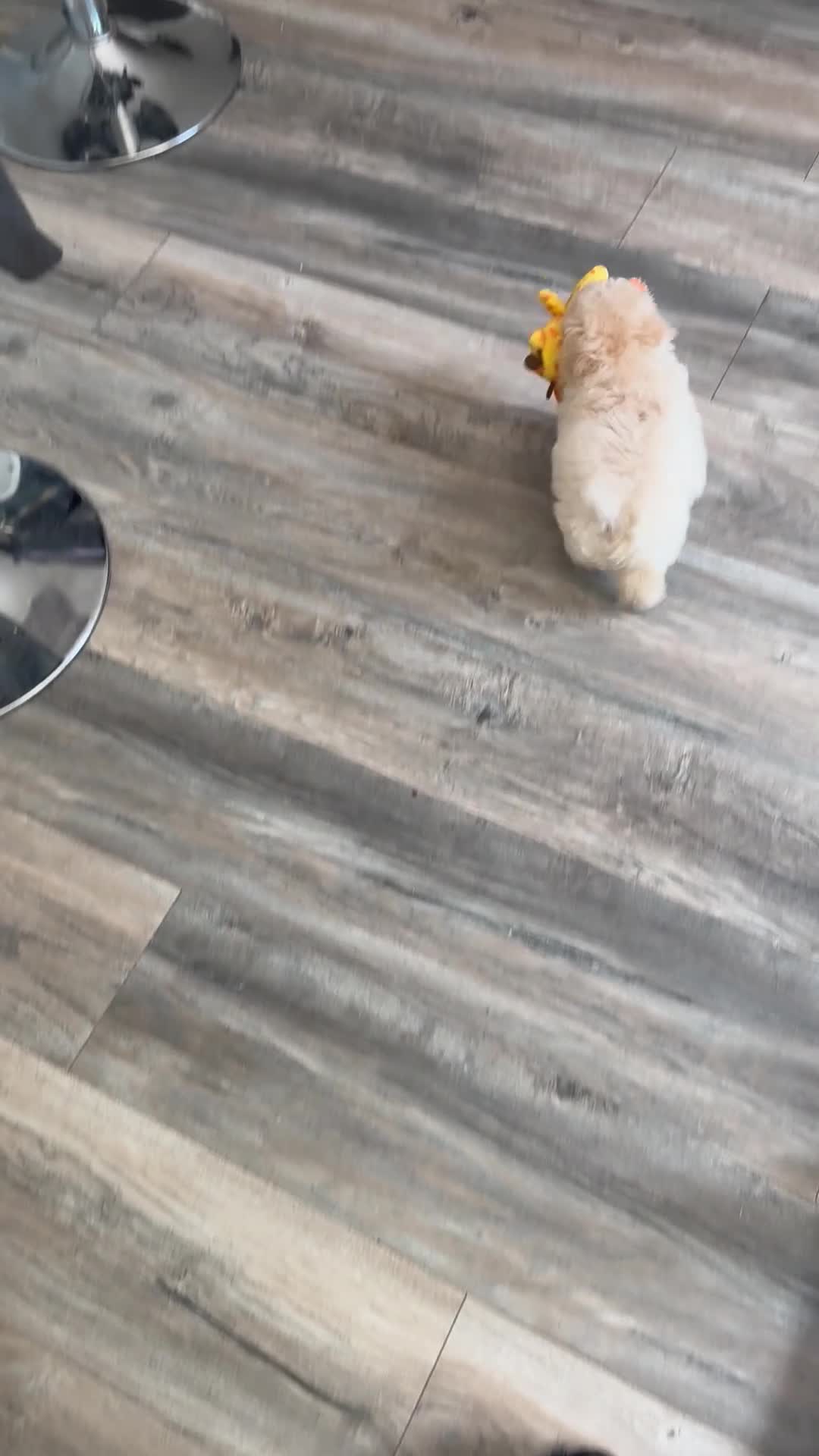 Toy Poodle dogs for sale: Toy Poodle Puppy 1 - Video 1