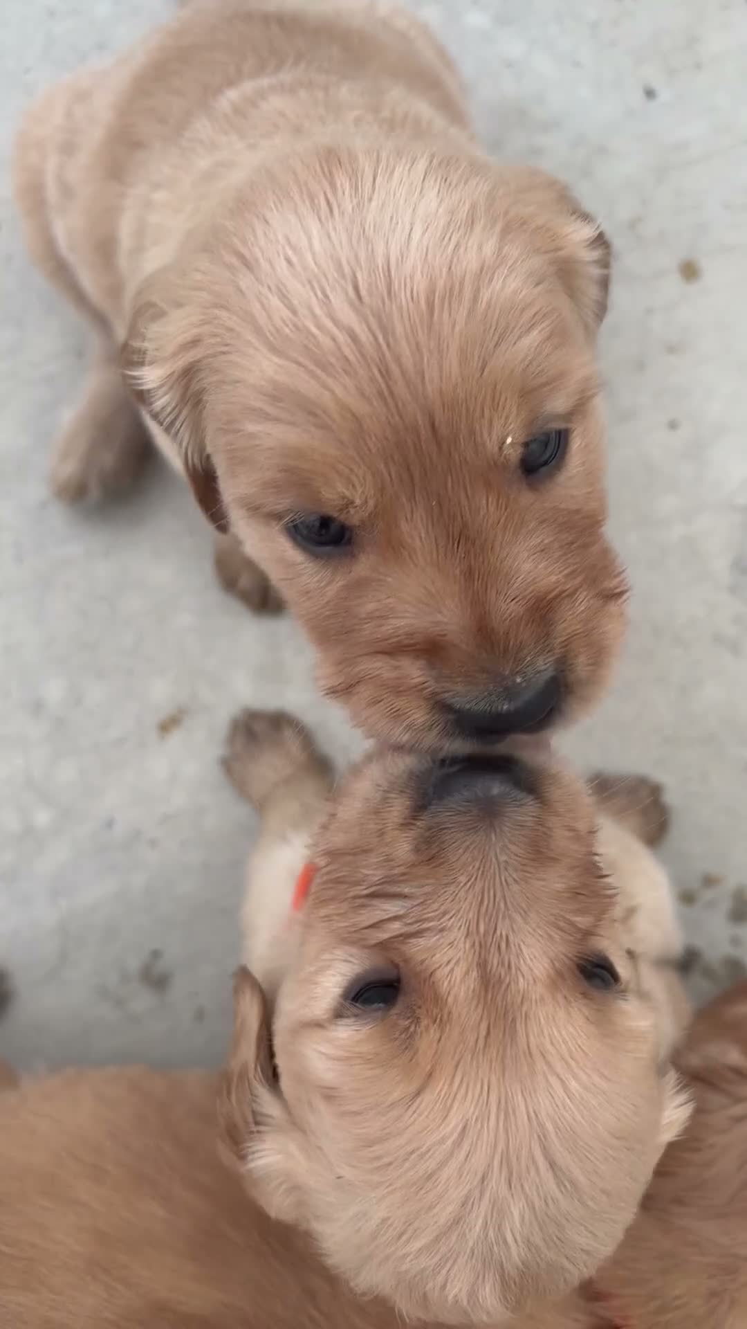 Golden Retriever dogs for sale: Green Collar - Video 2
