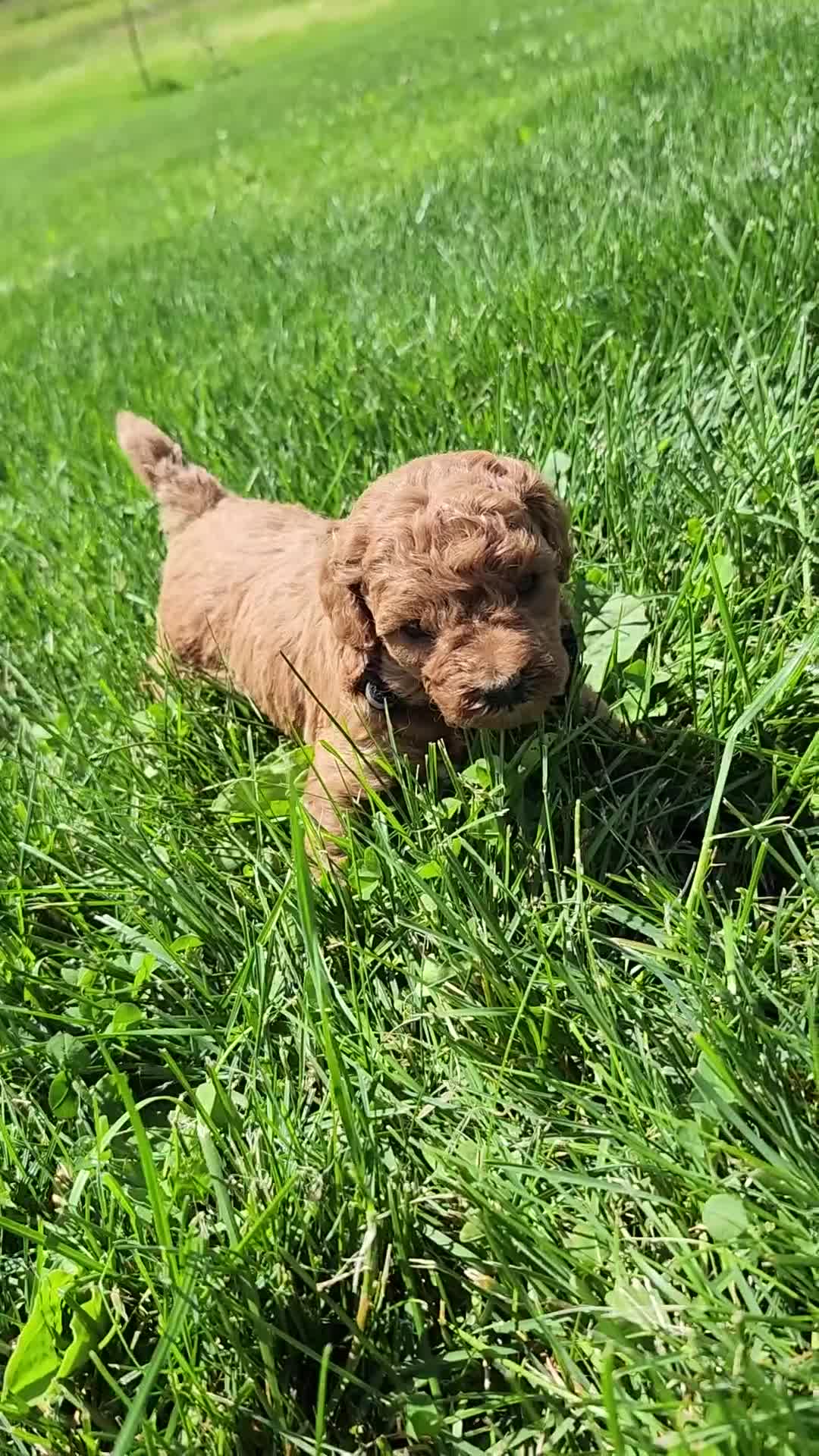 Standard Poodle dogs for sale: Violet  - Video 1